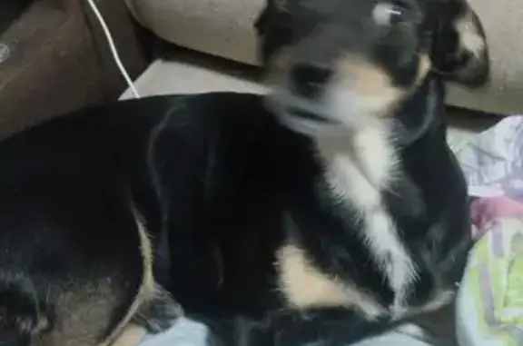 Собаки потеряшки, Новосельцевское, фото: Потеряшка собака Гоша, Томская обл., Новосельцево