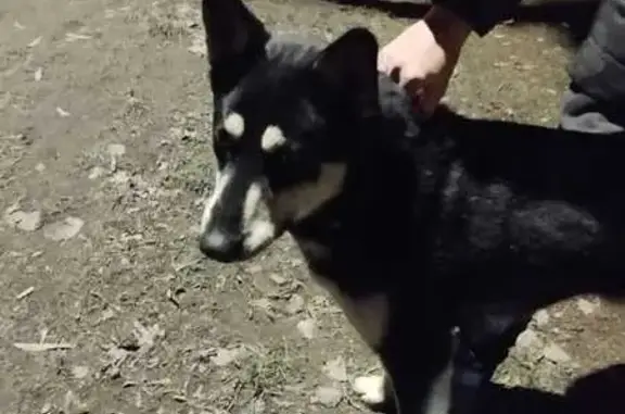 Чёрный пёс найден на Союзной в Курске