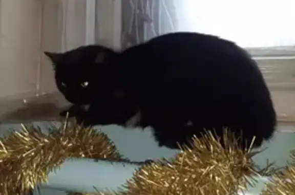 Кошка найдена, Астраханская ул., 193