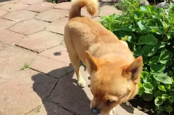 Собаки потеряшки, Орша, фото: Потеряшка собака, ул. Корначёнка, 25, Орша