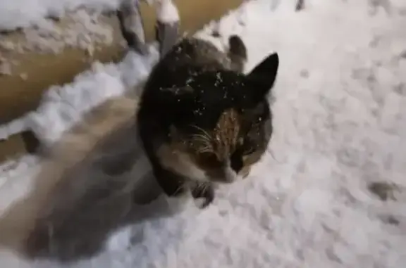 Найденные животные Елизовский район, фото: Трехцветная кошка найдена, Камчатский край