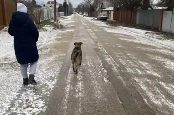 Собака на Верхней Краснослободской, Тула