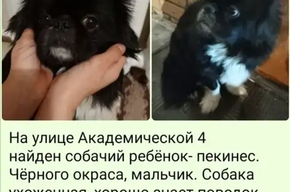Пекинес найден у подъезда, Академическая 4