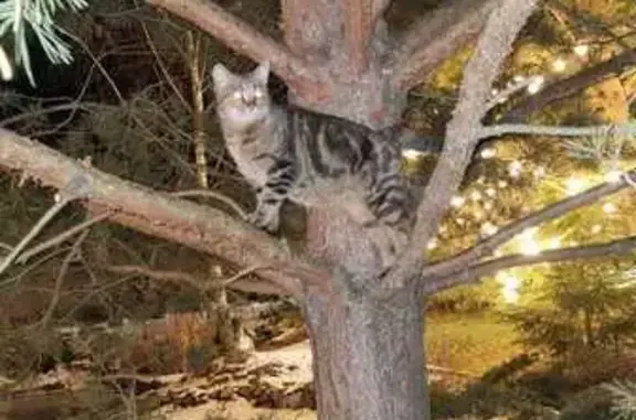Найдена кошка, , фото: Кошка найдена: Парковая ул, 12, Ладыжино