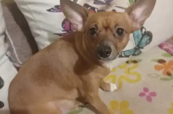 Собаки потеряшки, Выскатка, фото: Потеряшка собака Джуля, Садовая 18, Выскатка