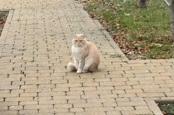 Кошки потеряшки, Семикаракорск, фото: Потеряшка кошка, Бедрышева 27, Семикаракорск