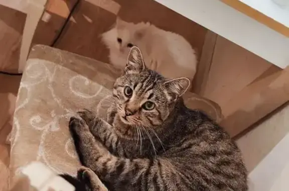 Кошки потеряшки, Владивосток, фото: Потеряшка кошка, ул. Кузнецова, 90, Владивосток