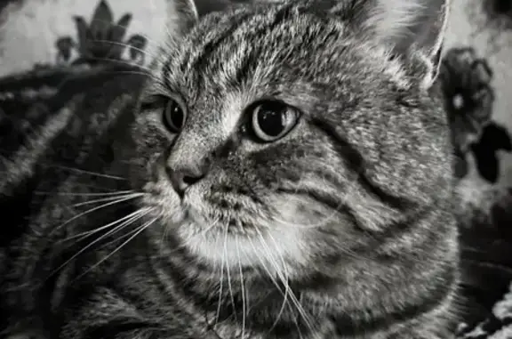 Кошки потеряшки, Вурнары, фото: Потеряшка кошка, ул. Ленина, 115, Вурнары