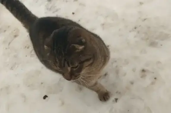 Найдена кошка, Татищево, фото: Кошка найдена, ул. Чехова, Татищево