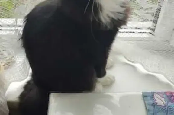 Объявления о пропавших и найденных животных, Тверь, фото: Пропала кошка, 1-я ул. Пески, 5, Тверь