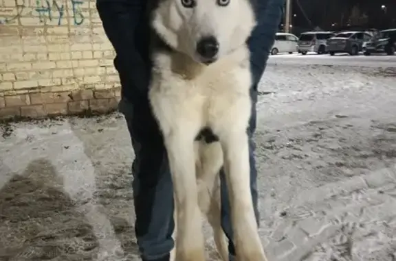 Хаски найден на Центральной, Никольское