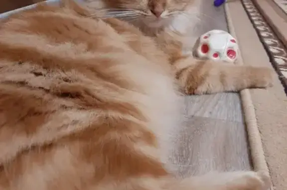 Кошки потеряшки, Белёв, фото: Потеряшка кошка, Фруктовая ул., 36, Белёв