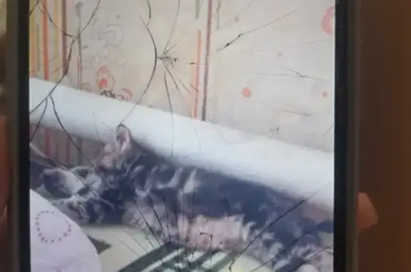 Объявления о пропавших и найденных животных, Займище, фото: Пропала кошка, Праздничная ул., Займище