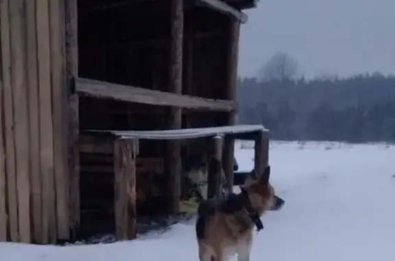 Потеряна собака, д. Софронцево, Вологда
