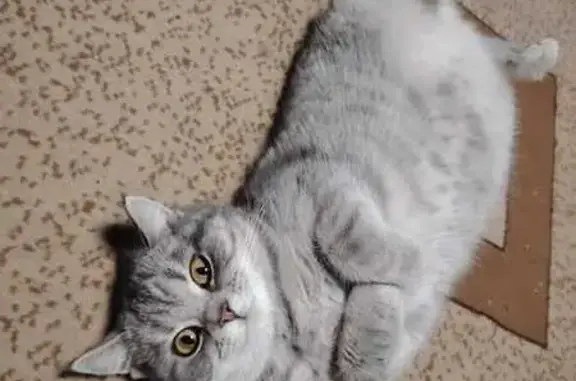 Кошки потеряшки, Липецк, фото: Потеряшка кошка, ул. Свердлова, Липецк