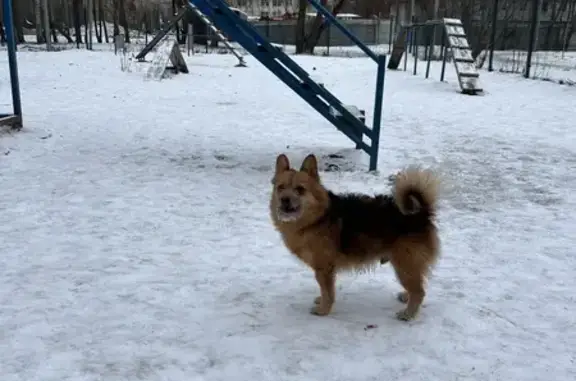 Собака найдена на ул. Новотетёрки, Москва