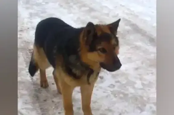 Собаки потеряшки, , фото: Потеряшка собака, Туроносовская 9, Октябрьский