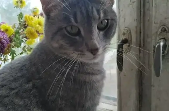 Кошки потеряшки, Волжский, фото: Потеряшка серый кот, ул. Нариманова, 8