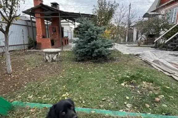 Пропала собака, Три Протока, Астрахань