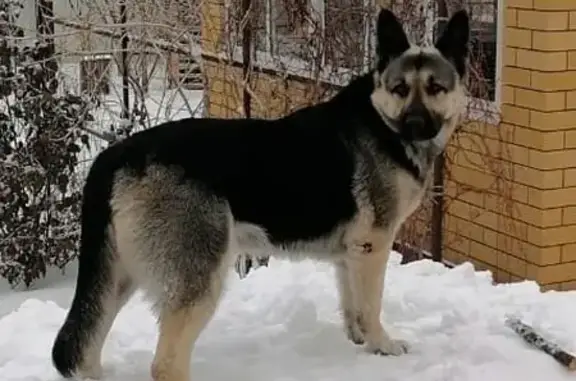 Пропала овчарка Зара, Воленское, Воронеж