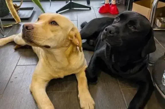 Лабрадоры найдены на 29Н-050 в Асеньевском