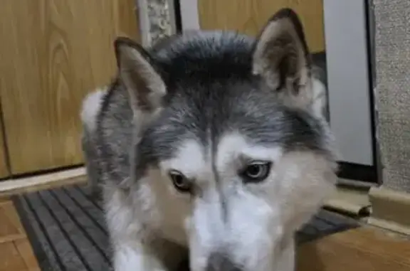 Найдена собака, Нижневартовск, фото: Хаски найдена на Дружбы Народов, 23
