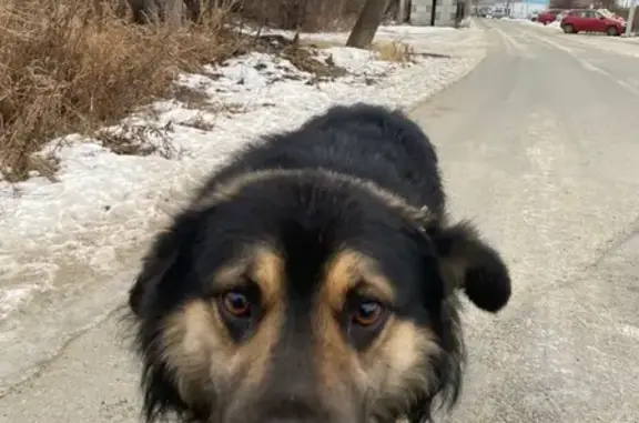 Собака найдена: Малиновка, 75К-380