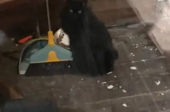 Найдена кошка, Теряево, фото: Кошка найдена: Носово, ул. Мор. Пехотинцев, 3А