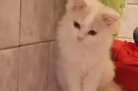 Объявления о пропавших и найденных животных, Ливны, фото: Пропала кошка, 2-я Заводская, Ливны
