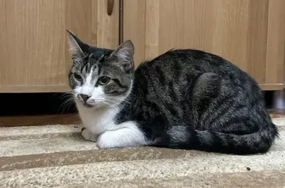 Кошка найдена на Николаева, 23А, Смоленск
