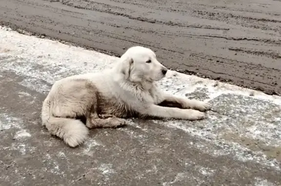 Лабрадор найден у ТЦ, ул. Батурина, Крск.