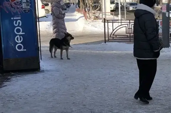 Щенок найден на Байкальской улице, Иркутск