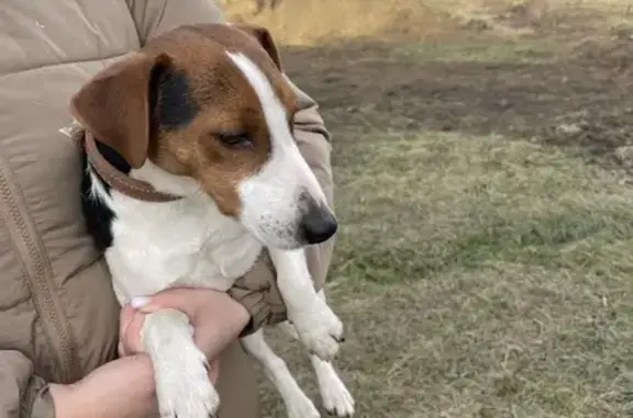 Найдена собака, , фото: Собака найдена: Центр. ул, 46, Баговская