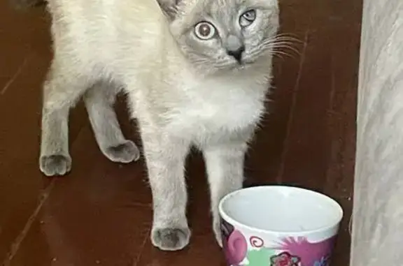 Потерянные животные Челябинск, фото: Пропала кошка, Односторонняя ул., Челябинск