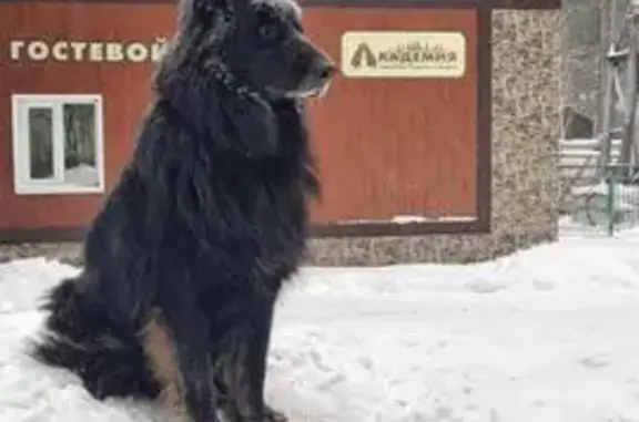 Пропала собака на ул. Пушкина, Томск