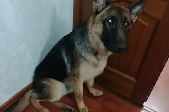 Найдена собака, Железногорск, фото: Собака найдена: ул. Ленина, 58/3, Железногорск