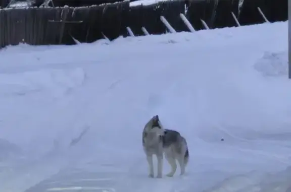Собака найдена на Лесной, 3, Харайгунское СП