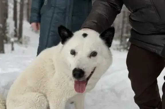 Собаки потеряшки, , фото: Потеряшка собака, Колпашево, аэропорт