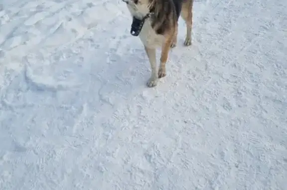 Собака найдена у ТЮЗа, Звенигородская ул.