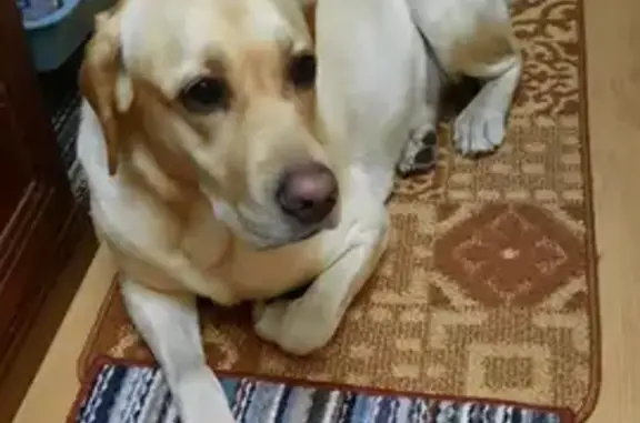 Найденные животные Комсомольск-на-Амуре, фото: Собака найдена: Аллея Труда, 62к2