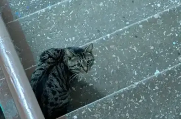 Найдена кошка, Казань, фото: Кошка найдена, ул. Алафузова, 18А