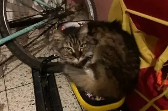 Кошка ищет дом, 29Н-037, Шайковка