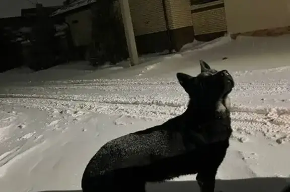 Собаки потеряшки, Уфа, фото: Потеряшка собака в д. Федоровка, Уфа