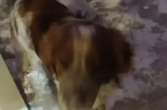 Найдена собака, Ясная Поляна, фото: Найдена собака, Орловская ул. 1 с1