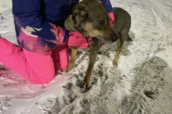 Собака найдена на Петровской, 11, Брянск