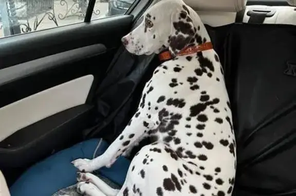 Собаки потеряшки, , фото: Потеряшка далматинец, ул. Желябова, 46