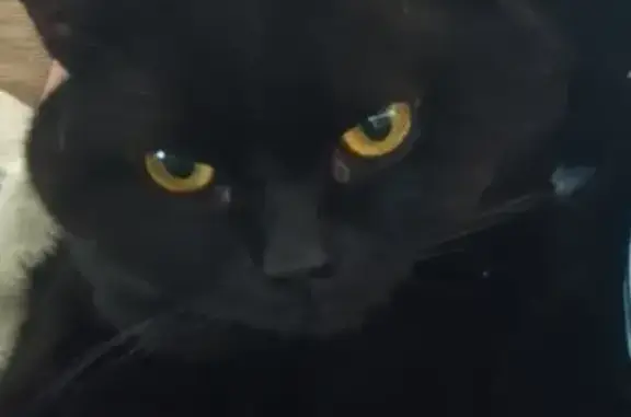 Потерянные животные Тольятти, фото: Пропала кошка, Революционная 12, Тольятти