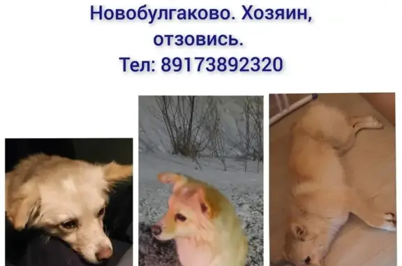 Собака найдена: 80Н-270, Бекетово