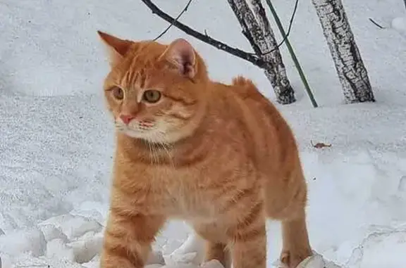 Пропал рыжий кот, Мелеуз, Первомайская 1