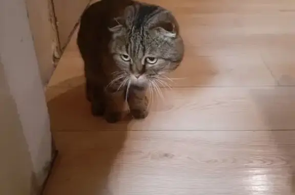 Кошка найдена, Потюкановский с/с, НСО - photo